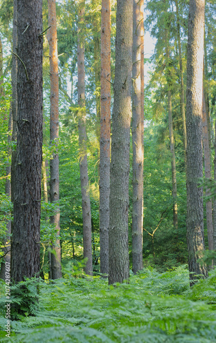 Hohe Kiefern und Nadelbäume mit grünem Farnkraut im sonnigen Wald