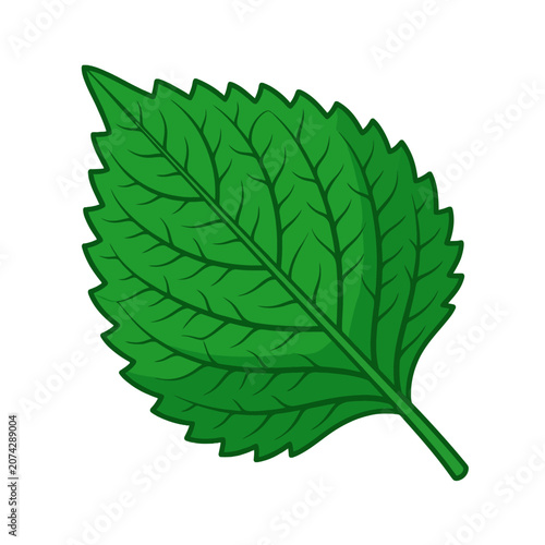 A vibrant green shiso leaf illustration on a white background