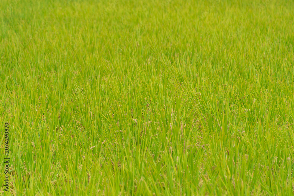 Obraz premium Vibrant green rice field in summer, natural texture background of growing rice plants