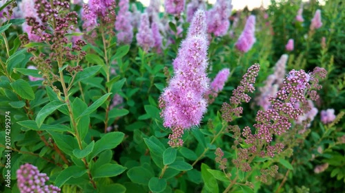 Pink spirea blossoms swaying in green garden shrub bed during daytime. Spiraea douglasii, Rose spirea