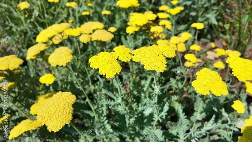 Yellow yarrow flowers swaying in sunny garden bed outdoors. Achillea filipendulina, Fernleaf yarrow