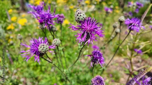 Purple knapweed flowers swaying in sunny wild meadow during day. Centaurea scabiosa, Greater knapweed