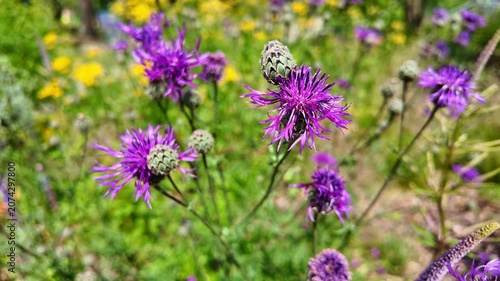 Purple knapweed flowers swaying in sunny meadow during summer. Centaurea scabiosa, Greater knapweed
