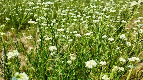 White wildflowers swaying across sunny meadow field midday. Berteroa incana, Hoary alyssum