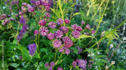 Pink wildflowers blooming and swaying in green meadow garden. Astrantia major, Astrantia