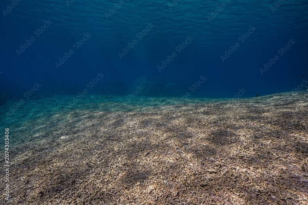 Obraz premium Vast coral rubble field beneath clear blue water