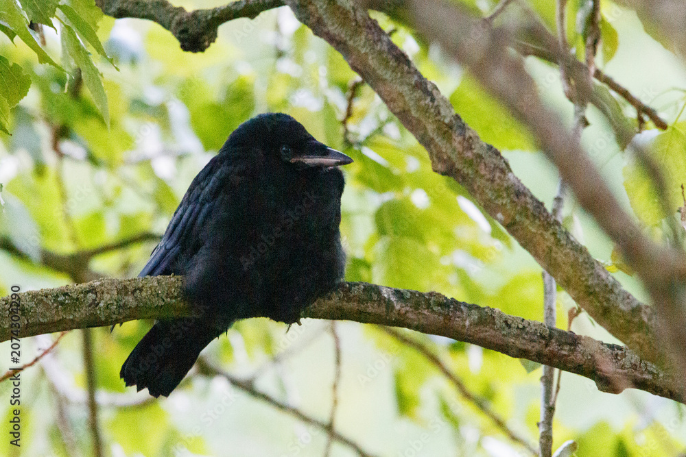 Obraz premium A juvenile rook perched in a tree, captured in natural light with soft developing plumage and an inquisitive expression against a gently blurred woodland background