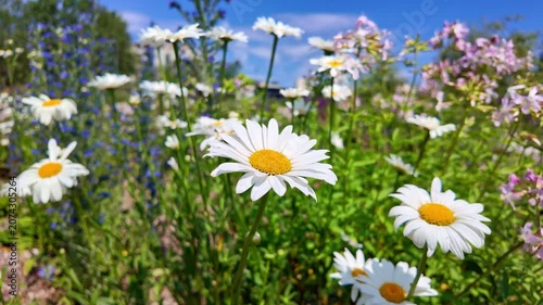 Wild daisy flowers swaying in sunny meadow under blue sky. Leucanthemum, Oxeye Daisies
