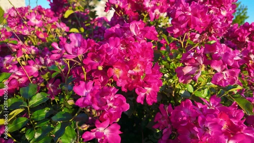 Pink rose bush blooming in sunny residential garden close up. Rosa pendulina, Mountain rose