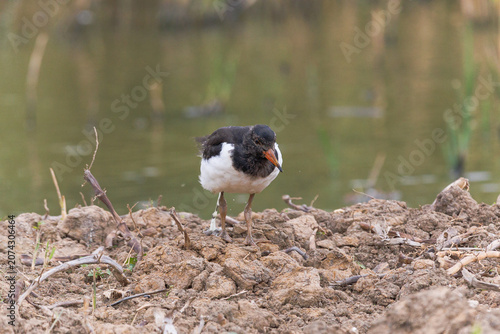 Photos juvenile oystercatcher foraging for food