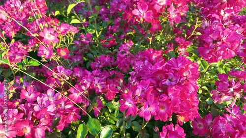 Pink roses blooming in sunlit garden bed with green leaves. Rosa pendulina, Mountain rose