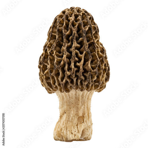 Morel Mushroom PNG
