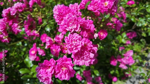 Pink rose bush blooming in sunny backyard garden during daytime. Rosa gallica, French rose