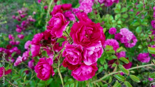 Pink rose blossoms swaying on garden bush in daylight. Rosa gallica, French rose