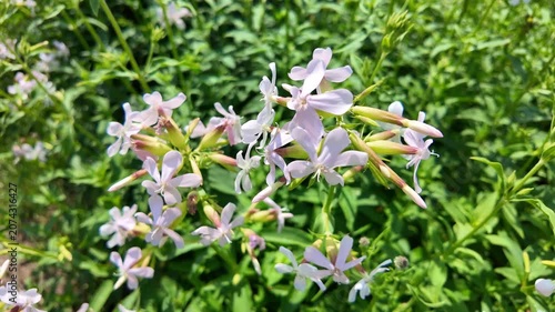 Wildflower stems swaying while blooming in sunlit green meadow. Saponaria officinalis, Soapwort
