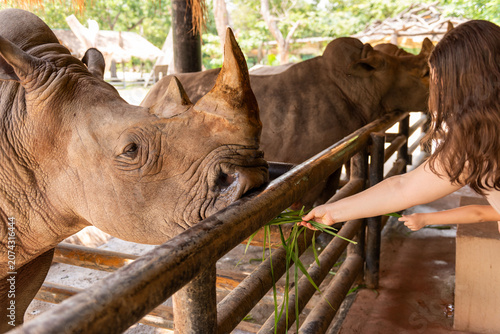 Obraz na plátně Feeding rhinos at wildlife sanctuary.