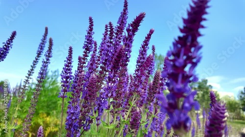Purple salvia spikes swaying in meadow under blue sky
