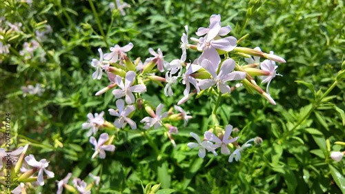 Pink wildflower stems swaying in sunlit green meadow foliage. Saponaria officinalis, Soapwort