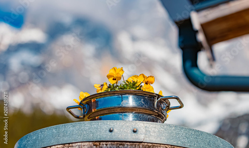 Alpine spring view with flowers in a vessel at Wochenbrunner Alm, Mount Wilder Kaiser, Ellmau, Kufstein, Tyrol, Austria