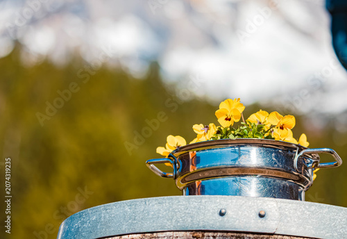 Alpine spring view with flowers in a vessel at Wochenbrunner Alm, Mount Wilder Kaiser, Ellmau, Kufstein, Tyrol, Austria