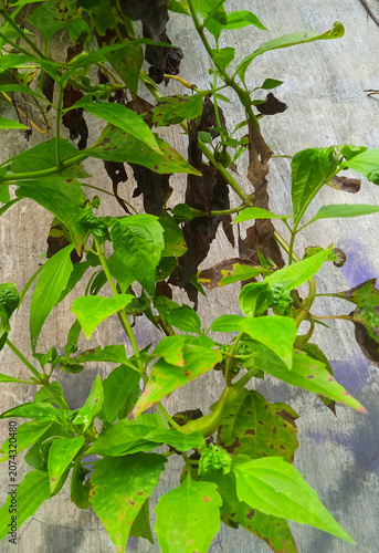 close up of fresh green climbing plants growing against a rustic concrete wall background