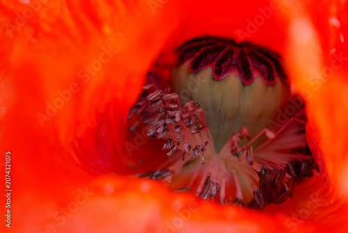Close-up of single red poppy flower