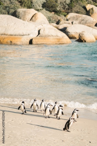 Photography A group of penguins walk along the sandy beach towards the ocean waves near large rocks