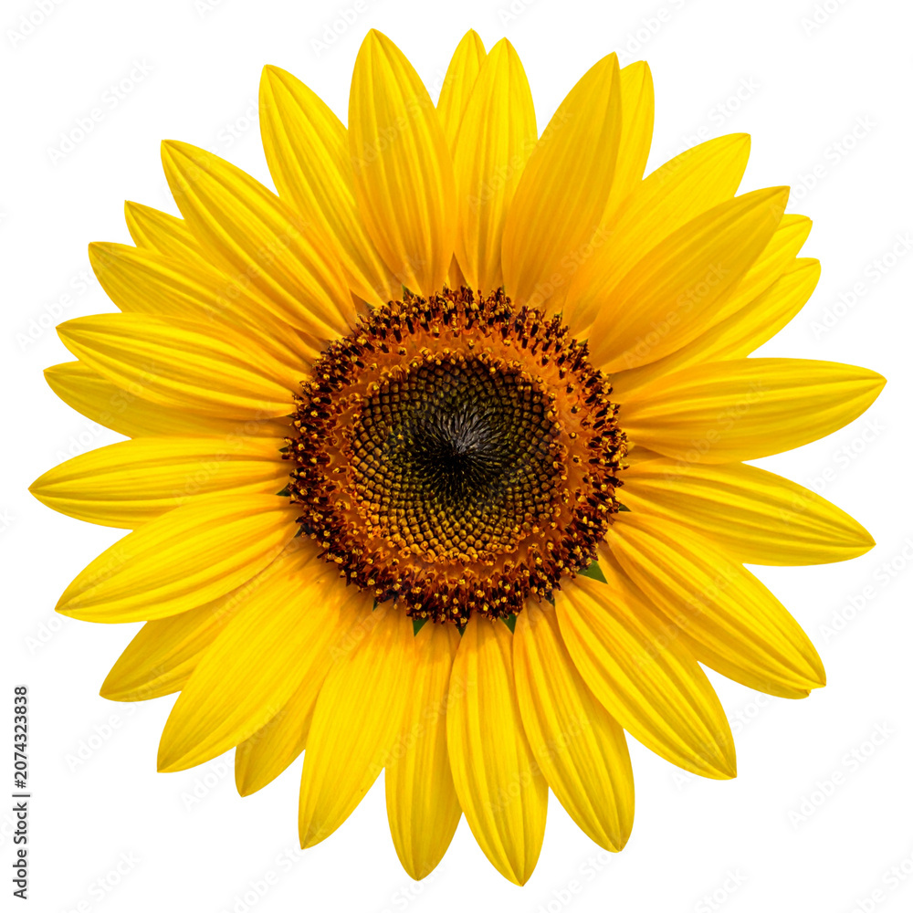 Fototapeta premium Bright Yellow Sunflower Isolated on Transparent Background