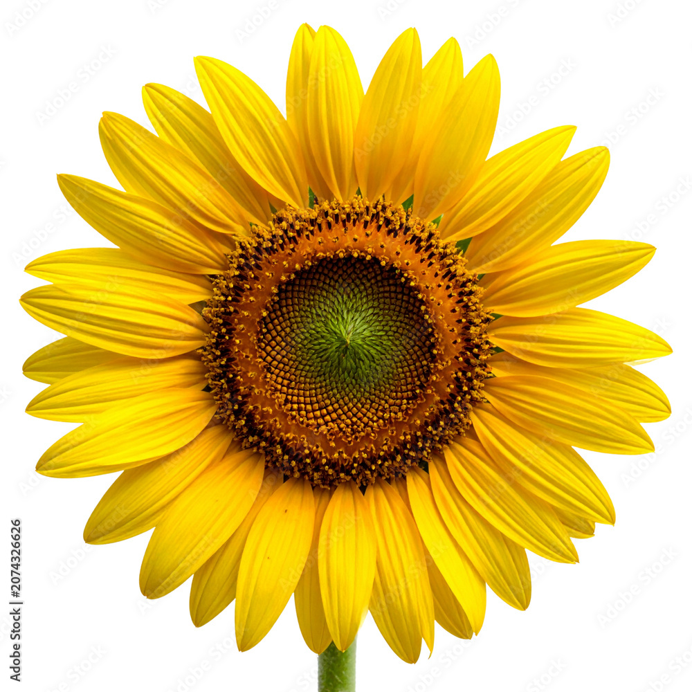 Fototapeta premium Bright Yellow Sunflower Isolated on Transparent Background