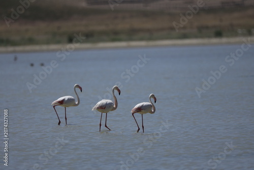 Pink Flamingo Standing in Natural Wetland Habitat