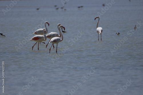 Pink Flamingo Standing in Natural Wetland Habitat