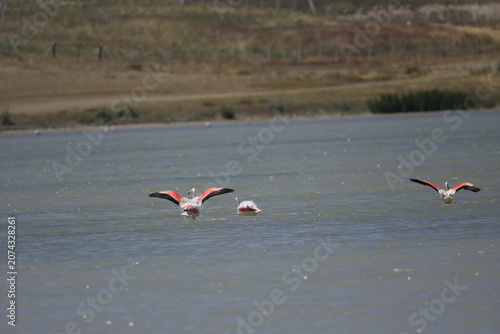 Pink Flamingo Standing in Natural Wetland Habitat