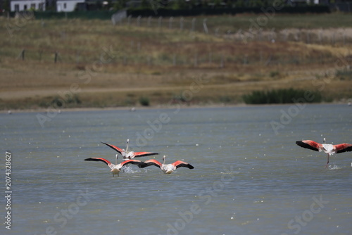 Pink Flamingo Standing in Natural Wetland Habitat