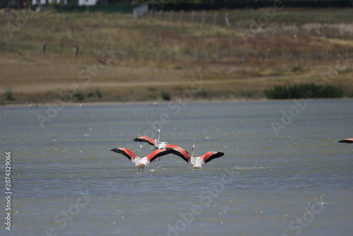 Pink Flamingo Standing in Natural Wetland Habitat
