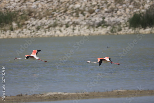 Pink Flamingo Standing in Natural Wetland Habitat