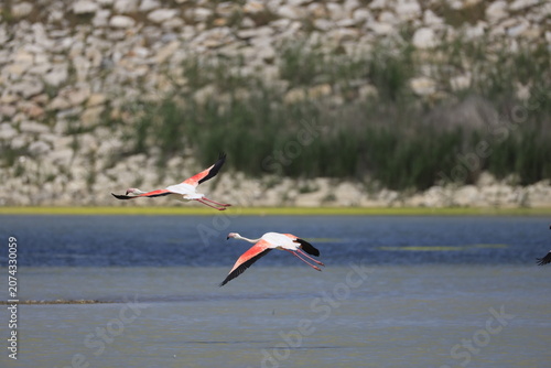 Pink Flamingo Standing in Natural Wetland Habitat