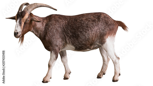 Cuadro en lienzo Brown and white goat with curved horns and beard