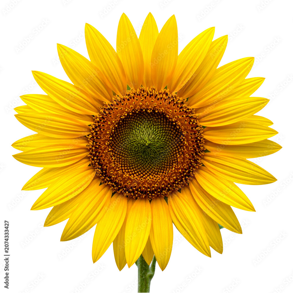 Fototapeta premium Bright Yellow Sunflower Isolated on Transparent Background