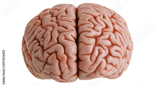 Foto Human brain with visible gyri and sulci