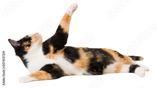 Canvas Print Calico cat stretching one paw up while lying down