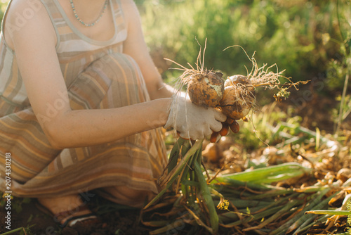 Woman harvesting fresh organic onions in home garden