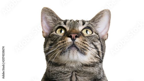 Canvas-taulu Tabby cat face looking up with yellow eyes and white whiskers