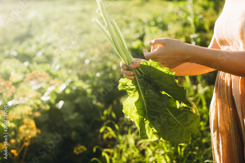 Fotografía Woman harvesting fresh organic chard in garden