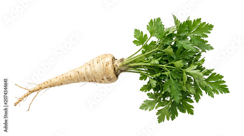 Canvas Print Single parsnip root vegetable with green leaves healthy organic food ingredient