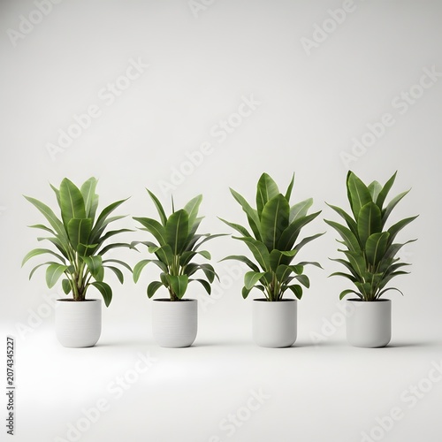 Four fiddle leaf fig plants in white ceramic pots minimalist studio shot