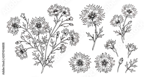 Cuadro en lienzo Vintage cornflower botanical sketches, hand drawn floral vector set, black and w