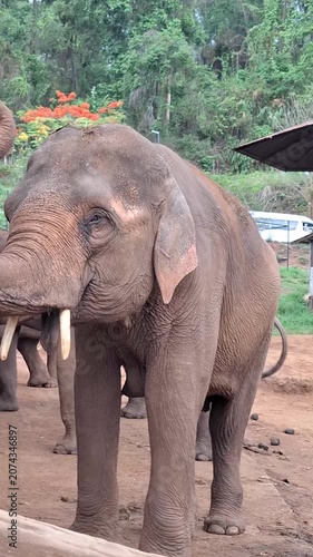 A group of elephants waiting calmly for food from their mahouts in a serene and lush environment at an elephant sanctuary in Chiang Mai, Thailand.