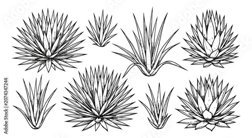 Fotografía Hand drawn agave plant vector set, black and white desert succulent sketches, 8