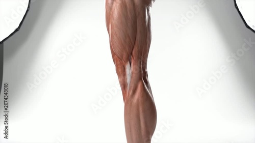 Detailed 3D Model of Human Leg Highlighting Quadriceps Muscles in Static Profile View Against Plain Background for Educational and Medical Use
