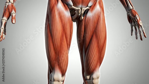 Detailed 3D Model of Human Lower Body Muscles and Skeleton in Studio Background for Educational and Medical Purposes